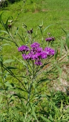 Vernonia fasciculata