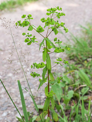 Euphorbia stricta