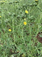 Potentilla transcaspia