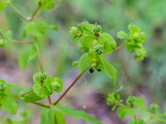 Euphorbia stricta