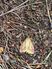 Ostrinia palustralis