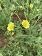 Potentilla transcaspia