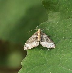 Ecliptopera capitata