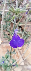 Salvia chamaedryoides
