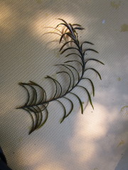Potamogeton robbinsii