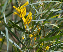 Acacia torulosa