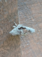 Apatelodes torrefacta