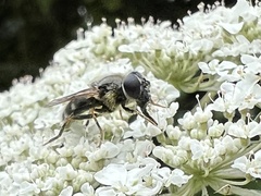 Cheilosia caerulescens