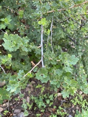Ribes pinetorum