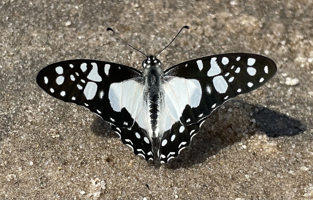 Schaffgotsch's Swordtail