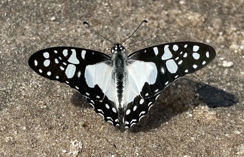 Schaffgotsch's Swordtail