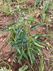 Vincetoxicum intermedium