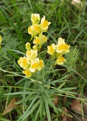 Linaria vulgaris