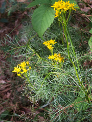 Jacobaea adonidifolia