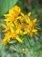 Jacobaea adonidifolia