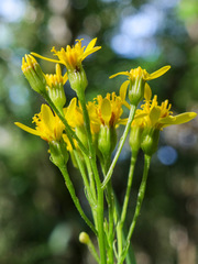 Jacobaea adonidifolia