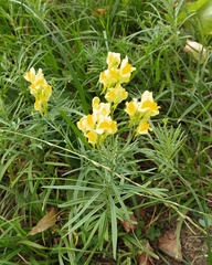 Linaria vulgaris