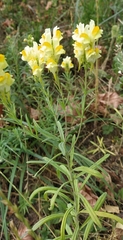 Linaria vulgaris