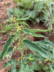 Vincetoxicum intermedium
