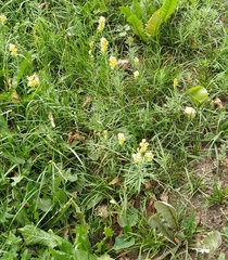 Linaria vulgaris