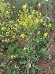 Brassica elongata