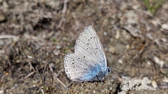 Polyommatus amandus