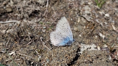 Polyommatus amandus