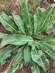 Brassica elongata
