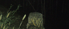 Bubo bubo hispanus