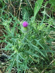 Cirsium vulgare