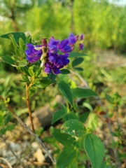 Vicia unijuga