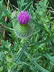 Cirsium vulgare
