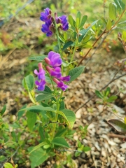 Vicia unijuga