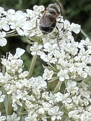 Cheilosia caerulescens