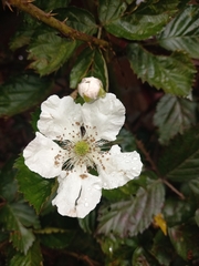 Rubus adenotrichos