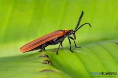 Metriorrhynchus variipennis