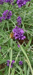 Apis mellifera