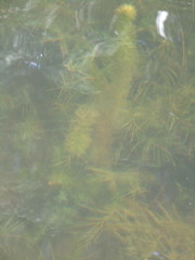 Myriophyllum sibiricum