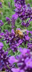 Apis mellifera