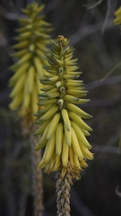 Aloe armatissima