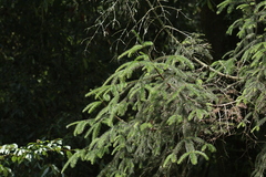 Abies religiosa