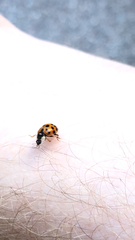 Harmonia axyridis