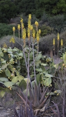Aloe armatissima