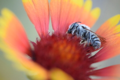 Anthophila