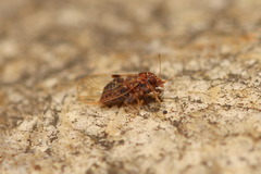 Cacopsylla pyricola