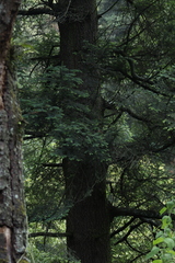 Abies religiosa