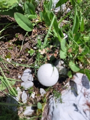 Lycoperdon utriforme