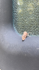 Acrolophus plumifrontella
