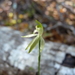 Caladenia nothofageti - Photo (c) Bill Campbell, some rights reserved (CC BY-NC)