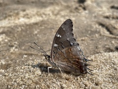 Charaxes guderiana guderiana